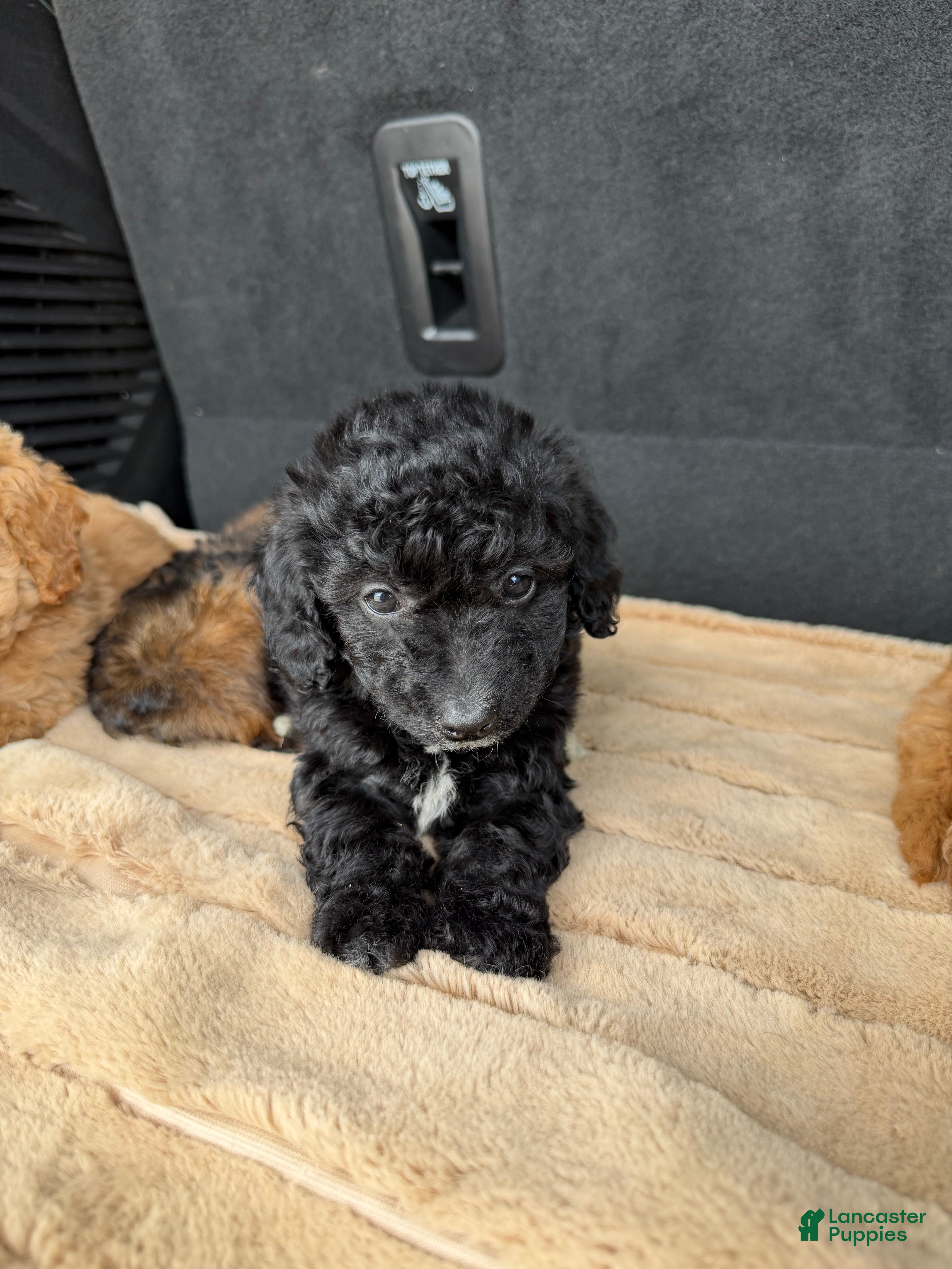Toy Poodle dogs Toy Poodle 6 - Ad 22