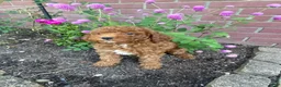Miniature Poodle dogs for sale: Sadie - Ad 8