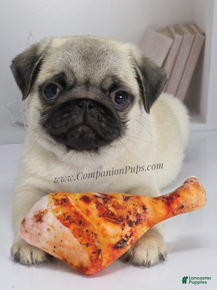 Pug dogs Cedar Silver Fawn Pug Puppy - Ad 1