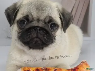 Pug dogs for sale: Cedar Silver Fawn Pug Puppy - Ad 1