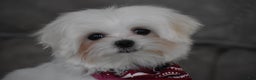 Maltese dogs for sale: Toby - Ad 7
