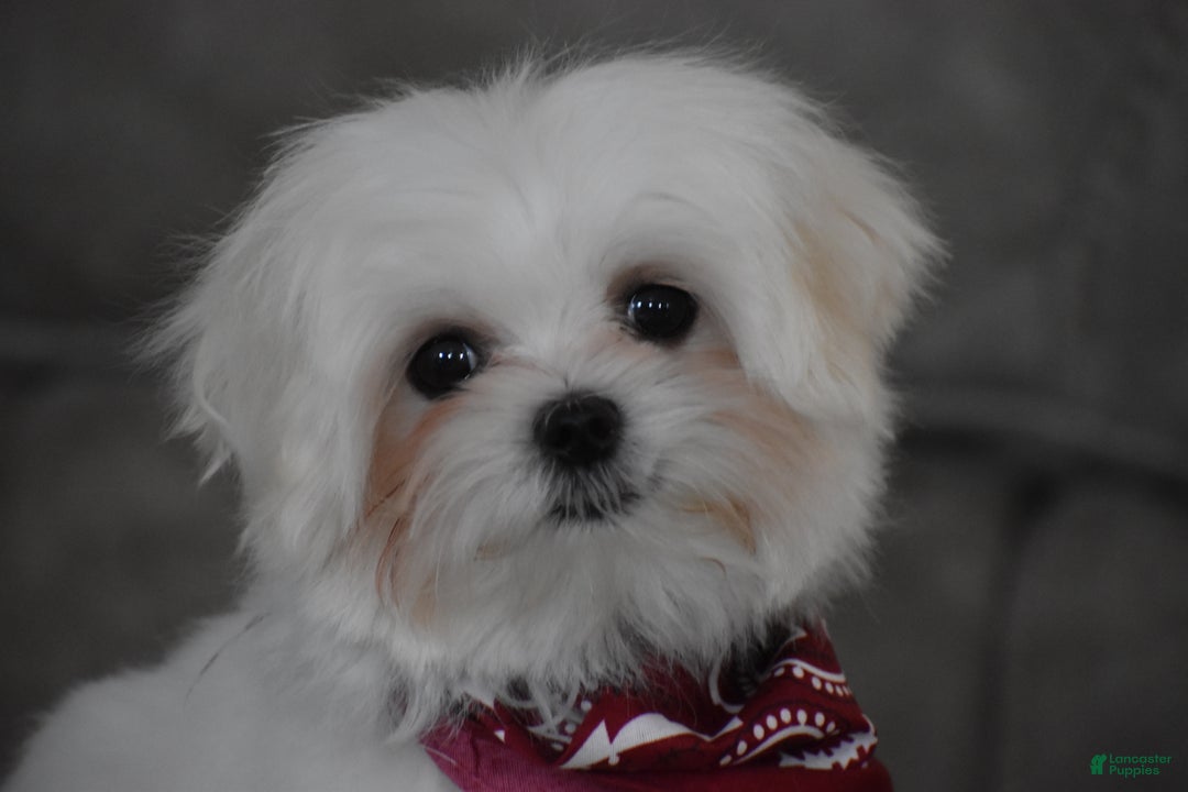 Maltese dogs for sale: Toby - Ad 7