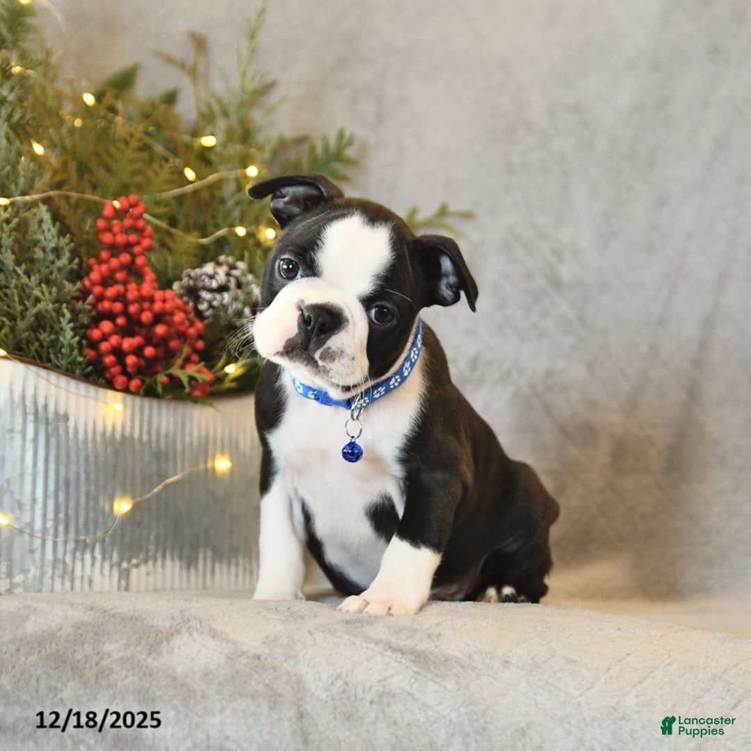 Boston Terrier dogs for sale: Scout - Ad 3