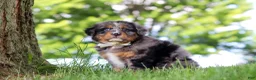 Mini Bernedoodle dogs for sale: Bumblebee - Ad 4