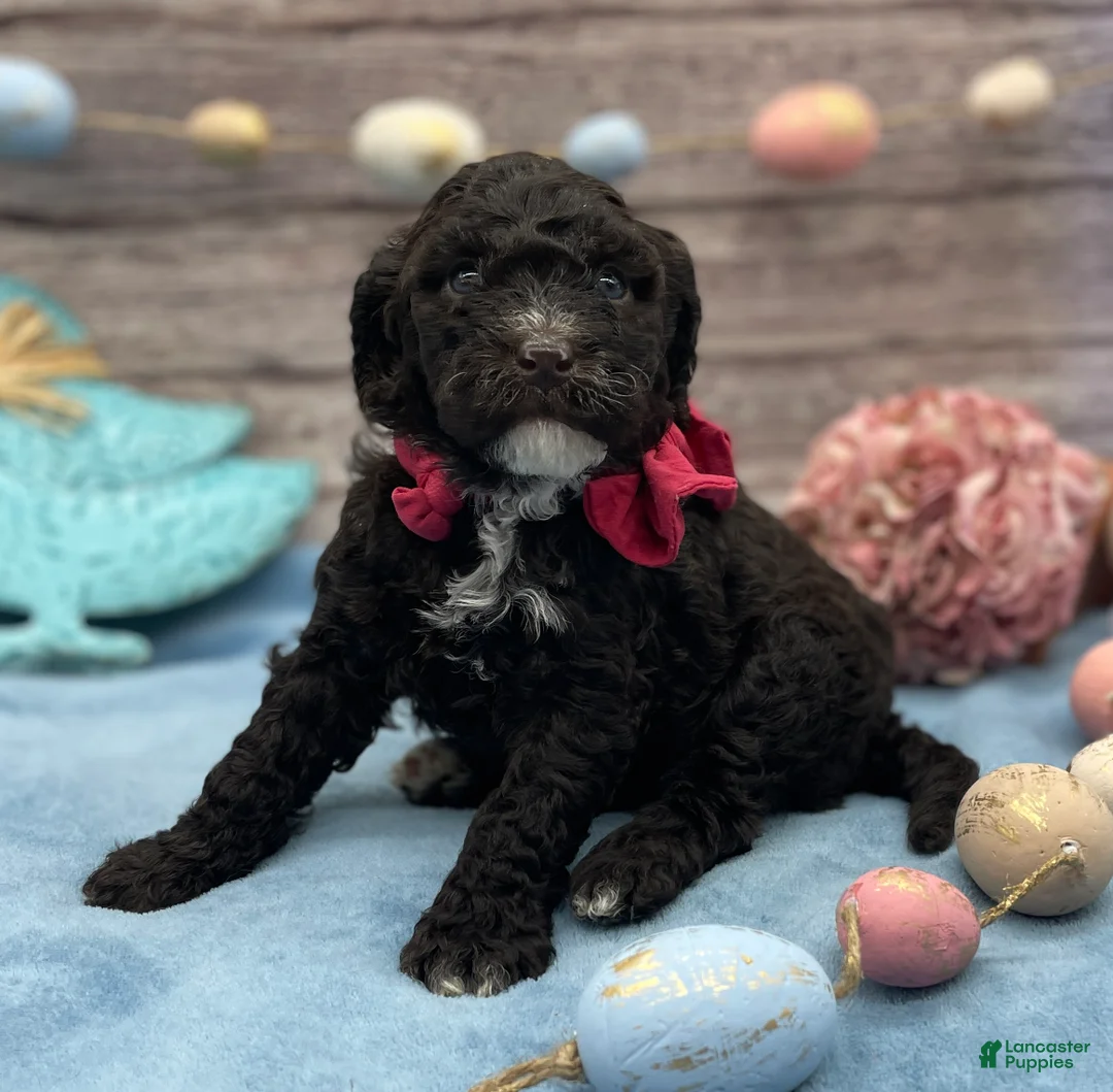 Portuguese Water Dog dogs for sale: Blossom - Ad 1