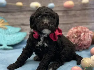Portuguese Water Dog dogs for sale: Blossom - Ad 2