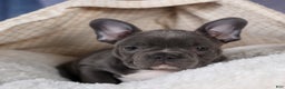 Frenchton dogs for sale: NOAH - Ad 18