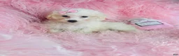 Miniature Poodle dogs for sale: Miniature Poodle 1 - Ad 2