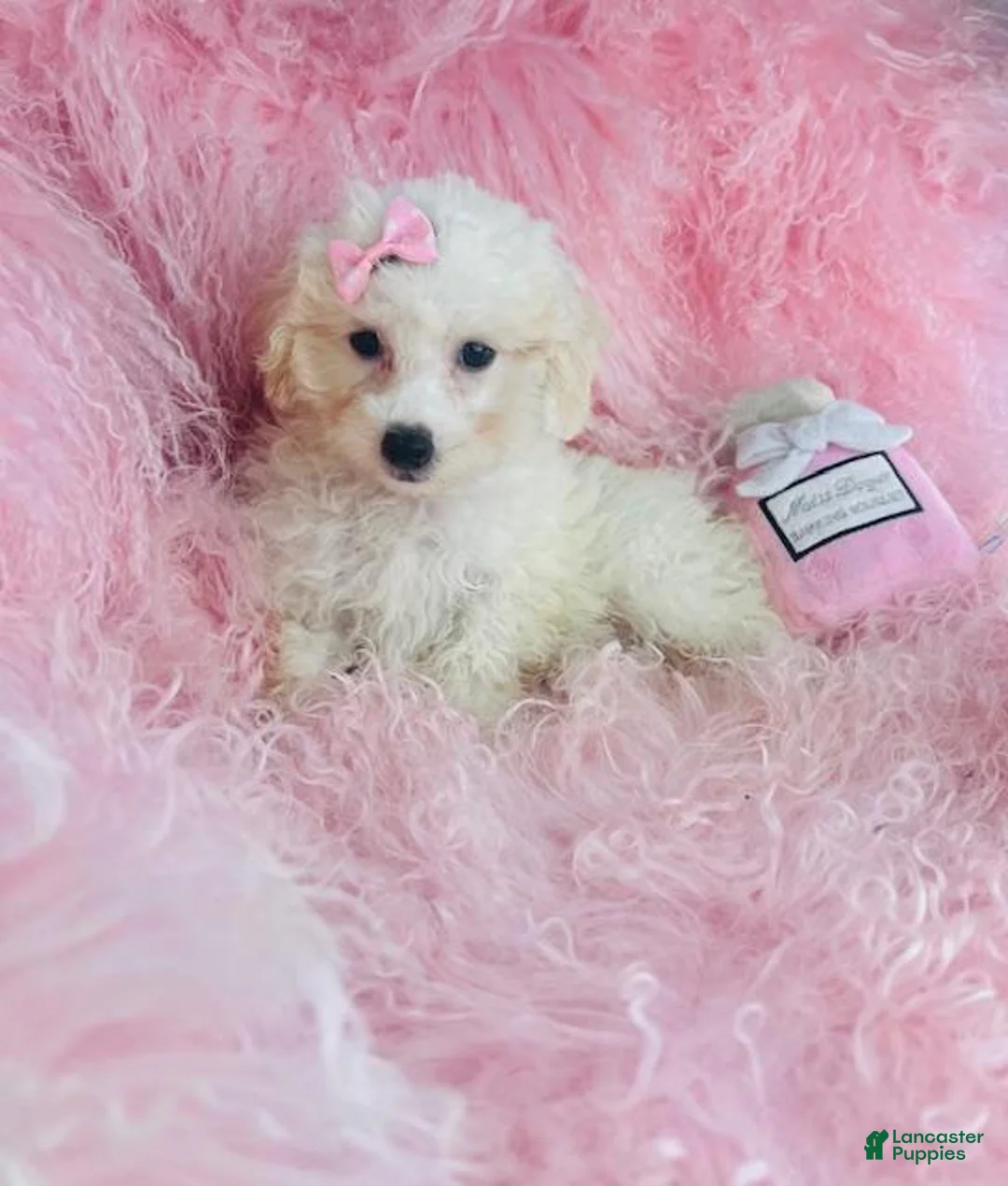 Miniature Poodle dogs for sale: Miniature Poodle 1 - Ad 2