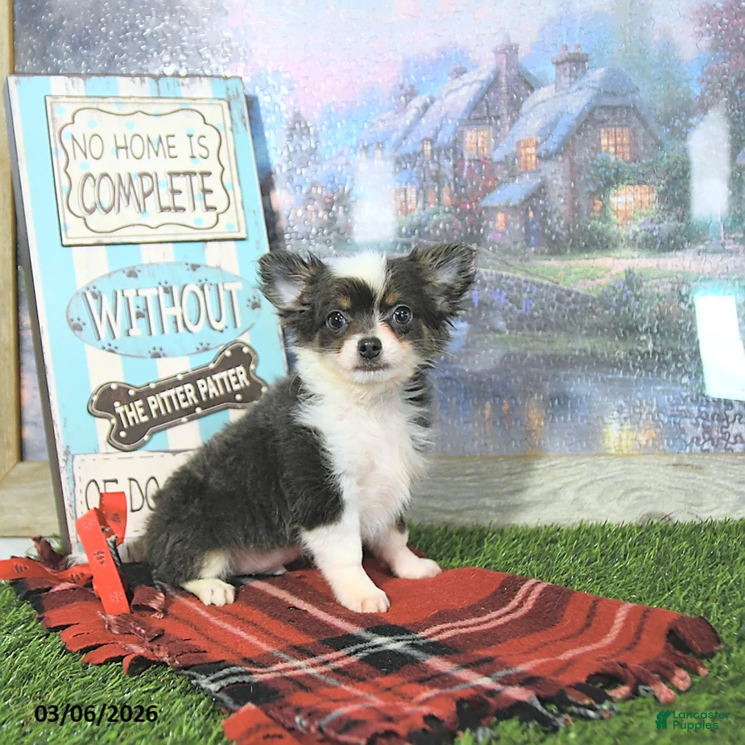 Chihuahua dogs for sale: Cupid - Ad 2