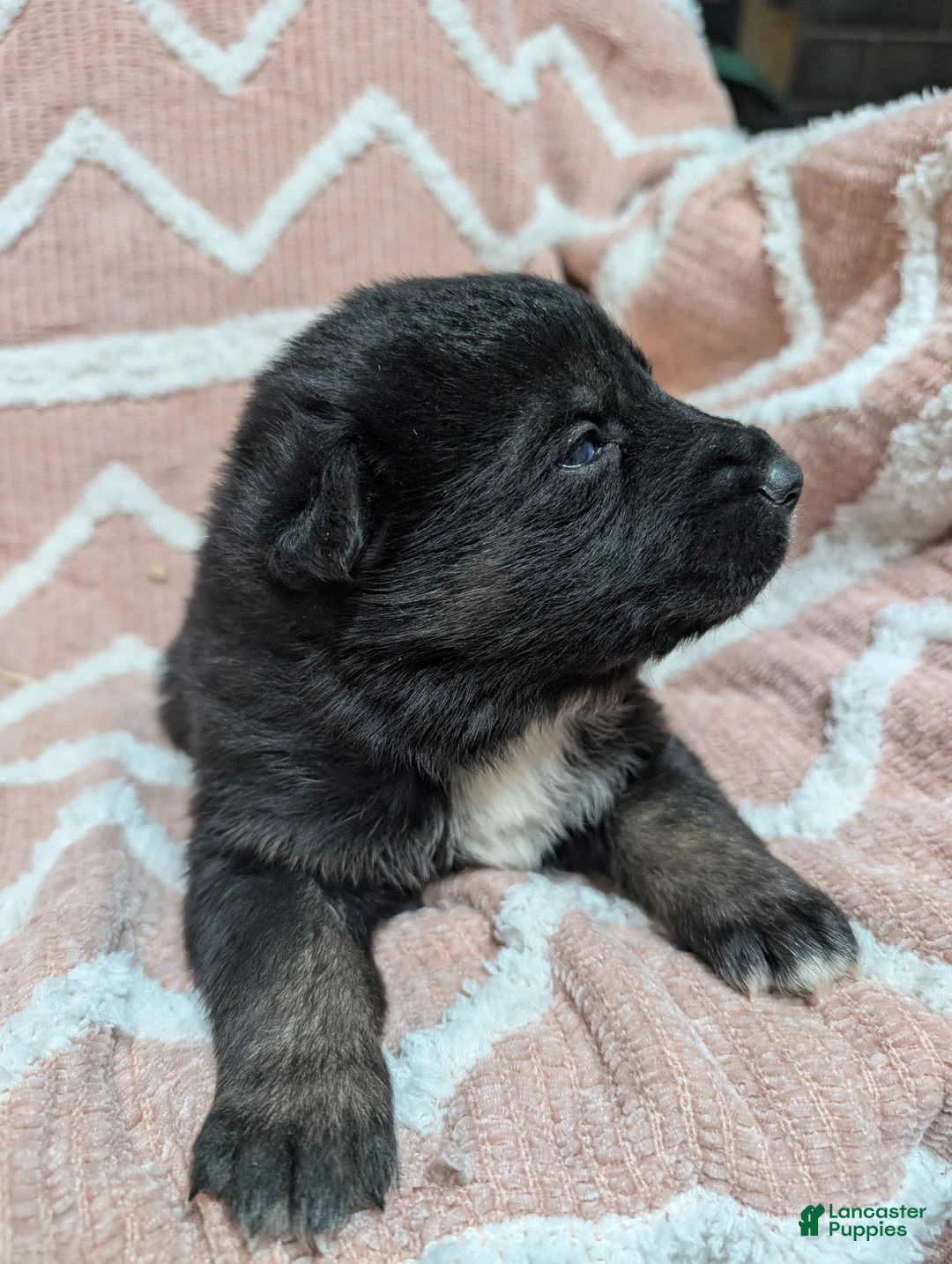 Gerberian Shepsky dogs for sale: Camilla  - Ad 3