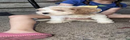 Mixed Breed dogs for sale: Mixed Breed 1 - Ad 2