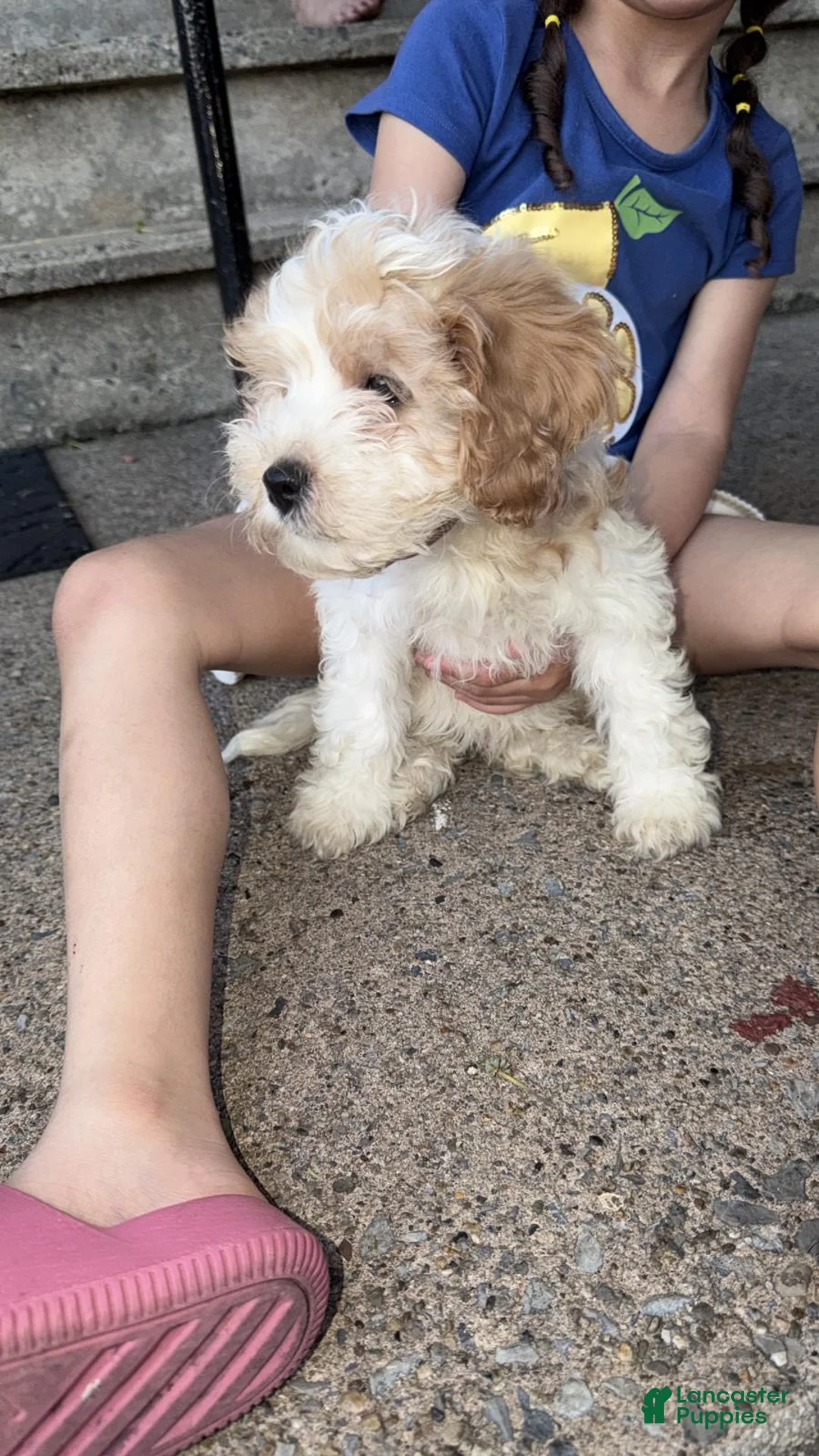Mixed Breed dogs for sale: Mixed Breed 1 - Ad 2