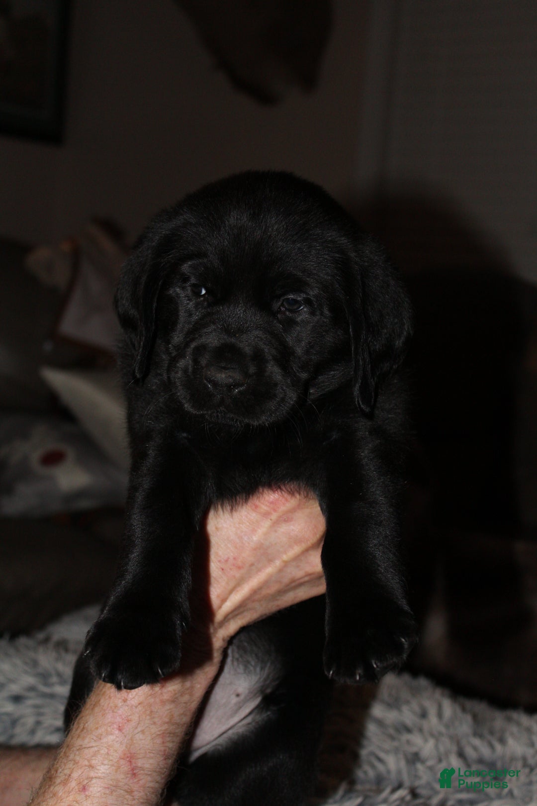 Goldador dogs for sale: Goldador Puppy 1 Pink - Ad 1