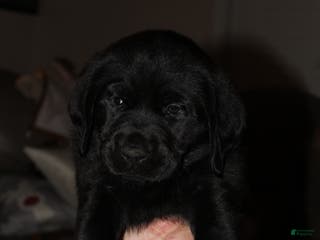 Goldador dogs Goldador Puppy 1 Pink - Ad 13