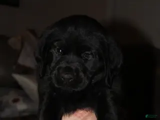 Goldador dogs Goldador Puppy 1 Pink - Ad 4