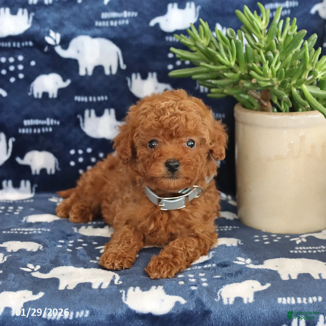 Miniature Poodle dogs for sale: Owen - Ad 5