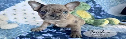 French Bulldog dogs for sale: Jacob - Ad 5
