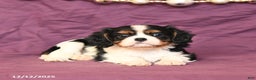 Cavalier King Charles Spaniel dogs for sale: London - Ad 3