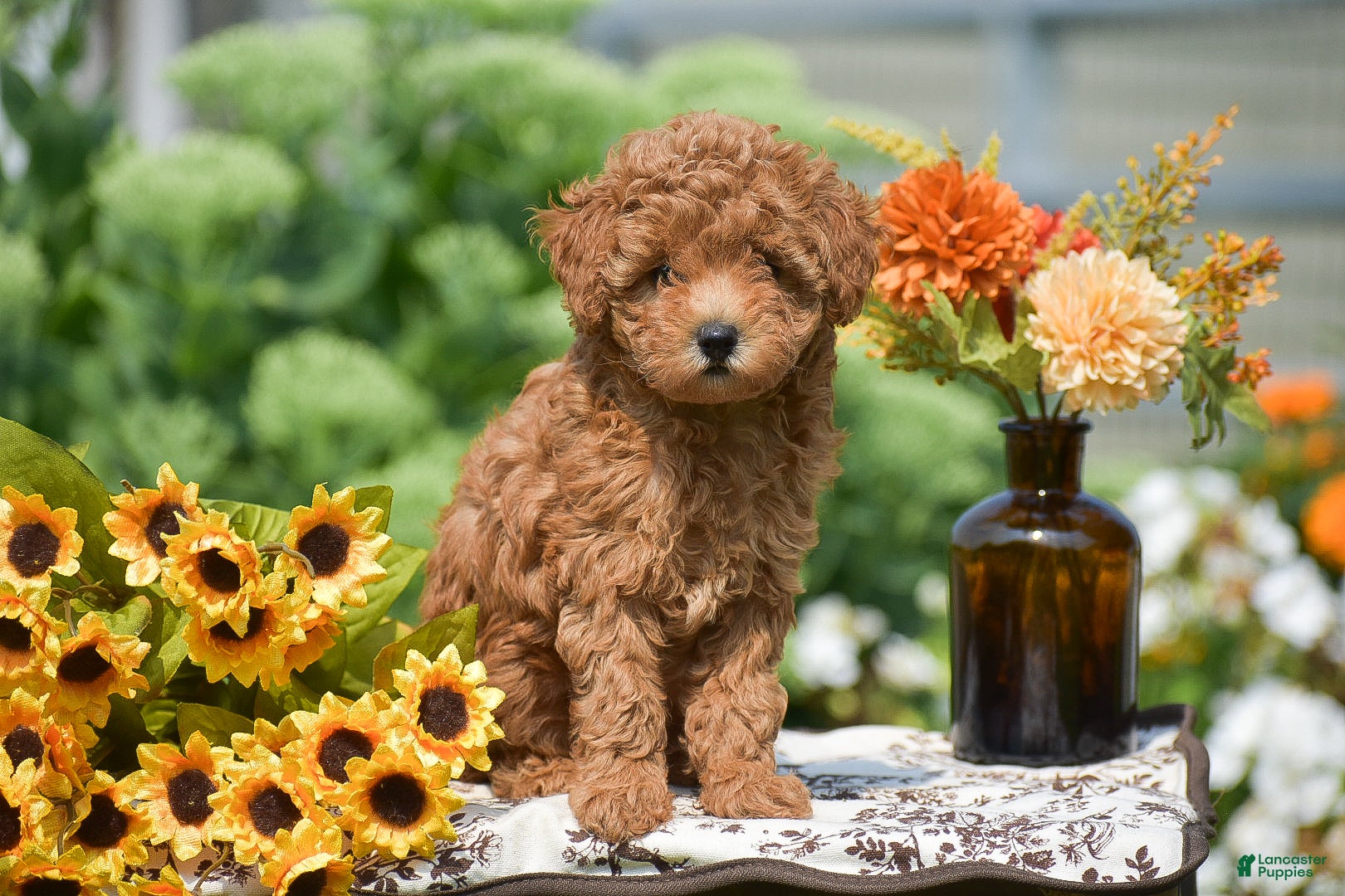 Toy Poodle dogs Barrett - Ad 1