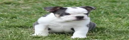 English Bulldog dogs for sale: English Bulldog Puppy 1 - Ad 3