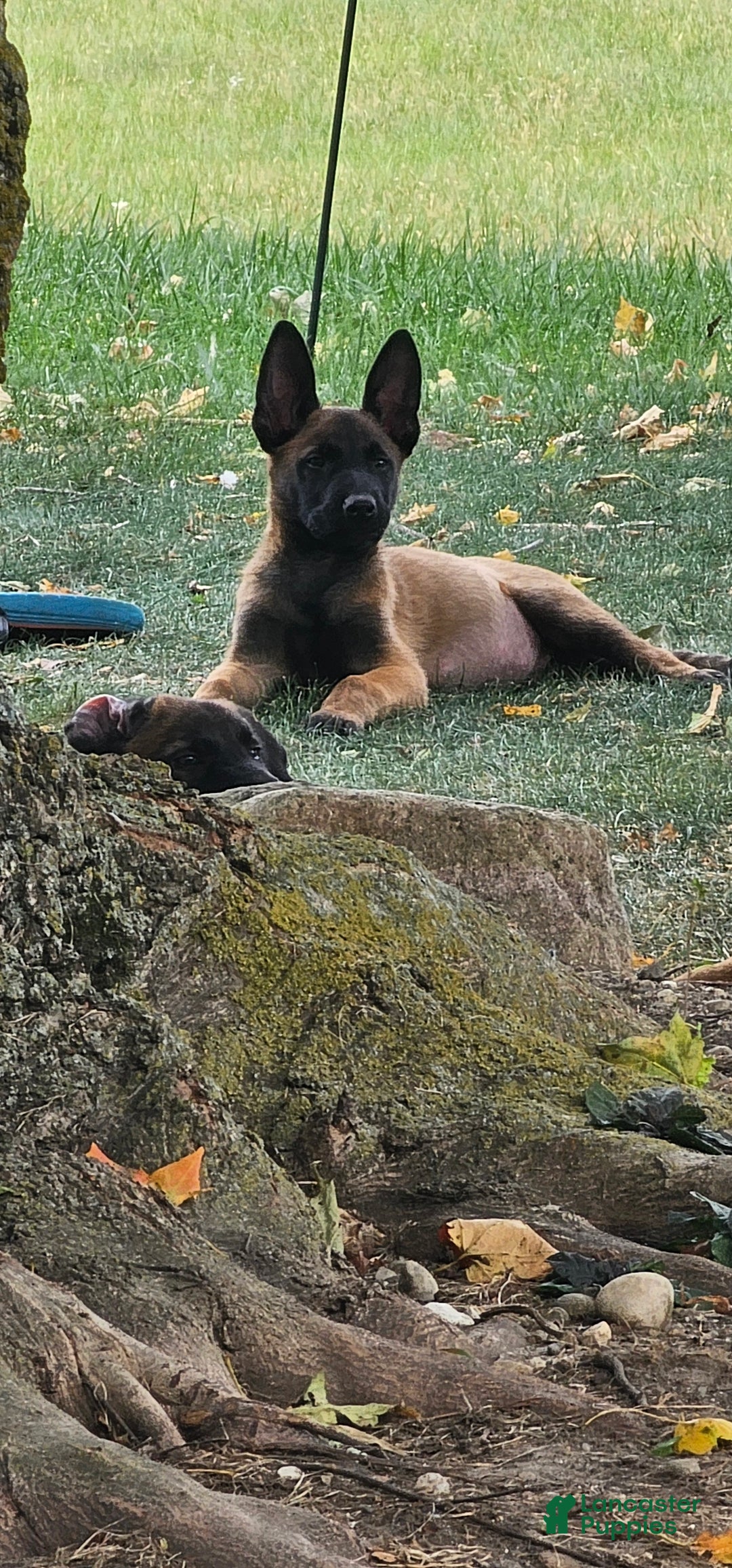 Belgian Malinois dogs for sale: "Min Ho" Belgian Malinois - Ad 3