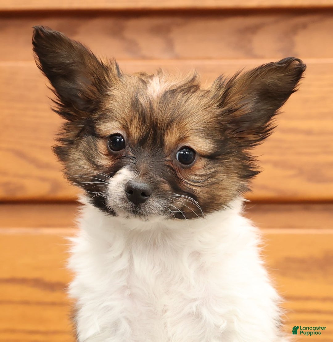 Papillon dogs for sale: Chloe - Ad 6