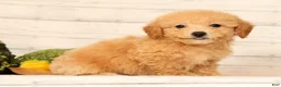 Bichpoo dogs for sale: Olive - Ad 7