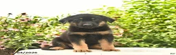 German Shepherd dogs for sale: Lady  - Ad 4
