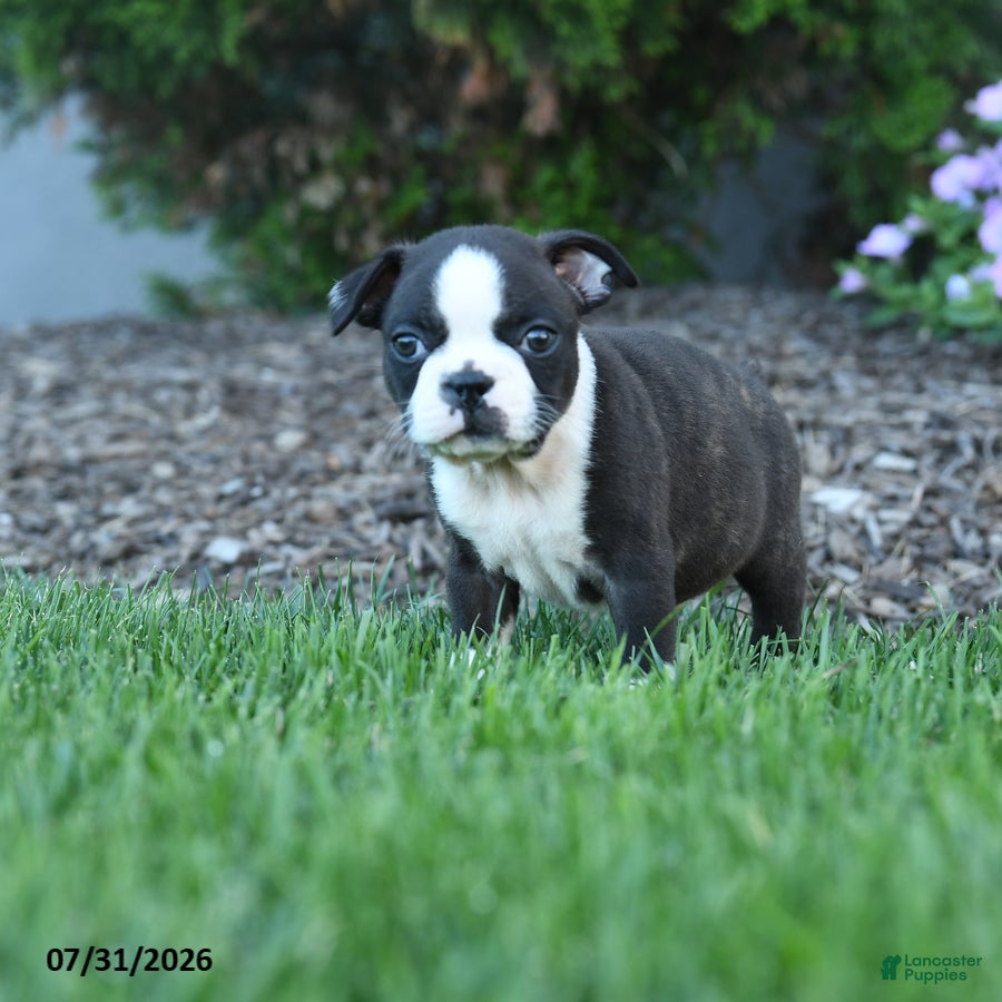 Boston Terrier dogs Avery - Ad 1