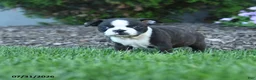 Boston Terrier dogs for sale: Avery - Ad 1