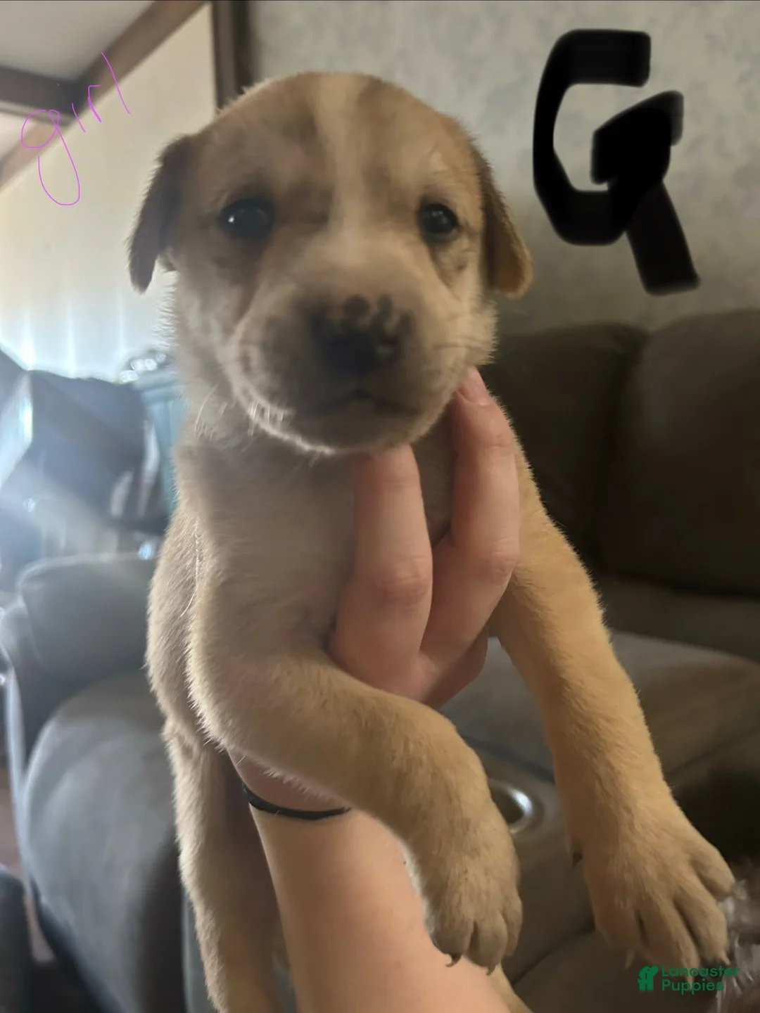 Mixed Breed dogs for sale: Mixed Breed Puppy 6 - Ad 1