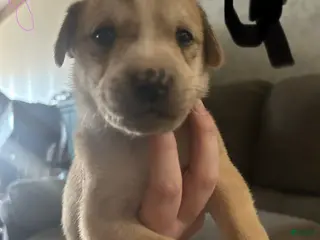 Mixed Breed dogs Mixed Breed Puppy 6 - Ad 5