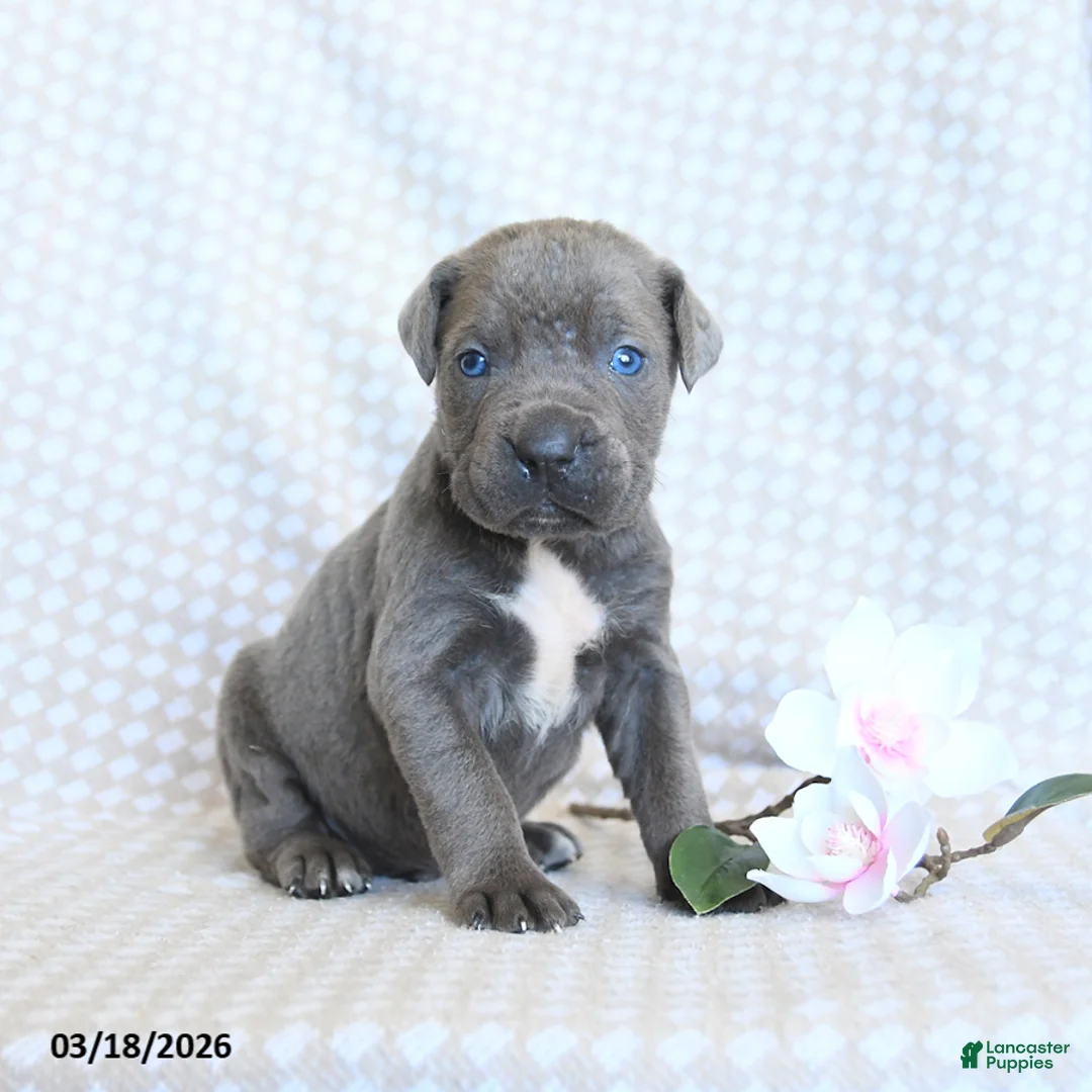 Cane Corso dogs for sale: Cody - Ad 2