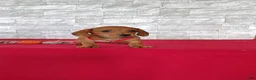 Miniature Dachshund dogs for sale: Samantha - Ad 4