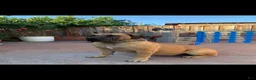 South African Boerboels dogs for sale: South African Boerboels 10 - Ad 2