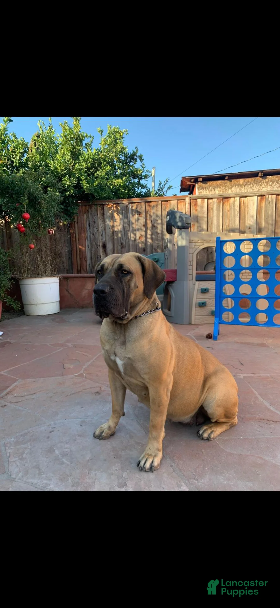 South African Boerboels dogs for sale: South African Boerboels 10 - Ad 2