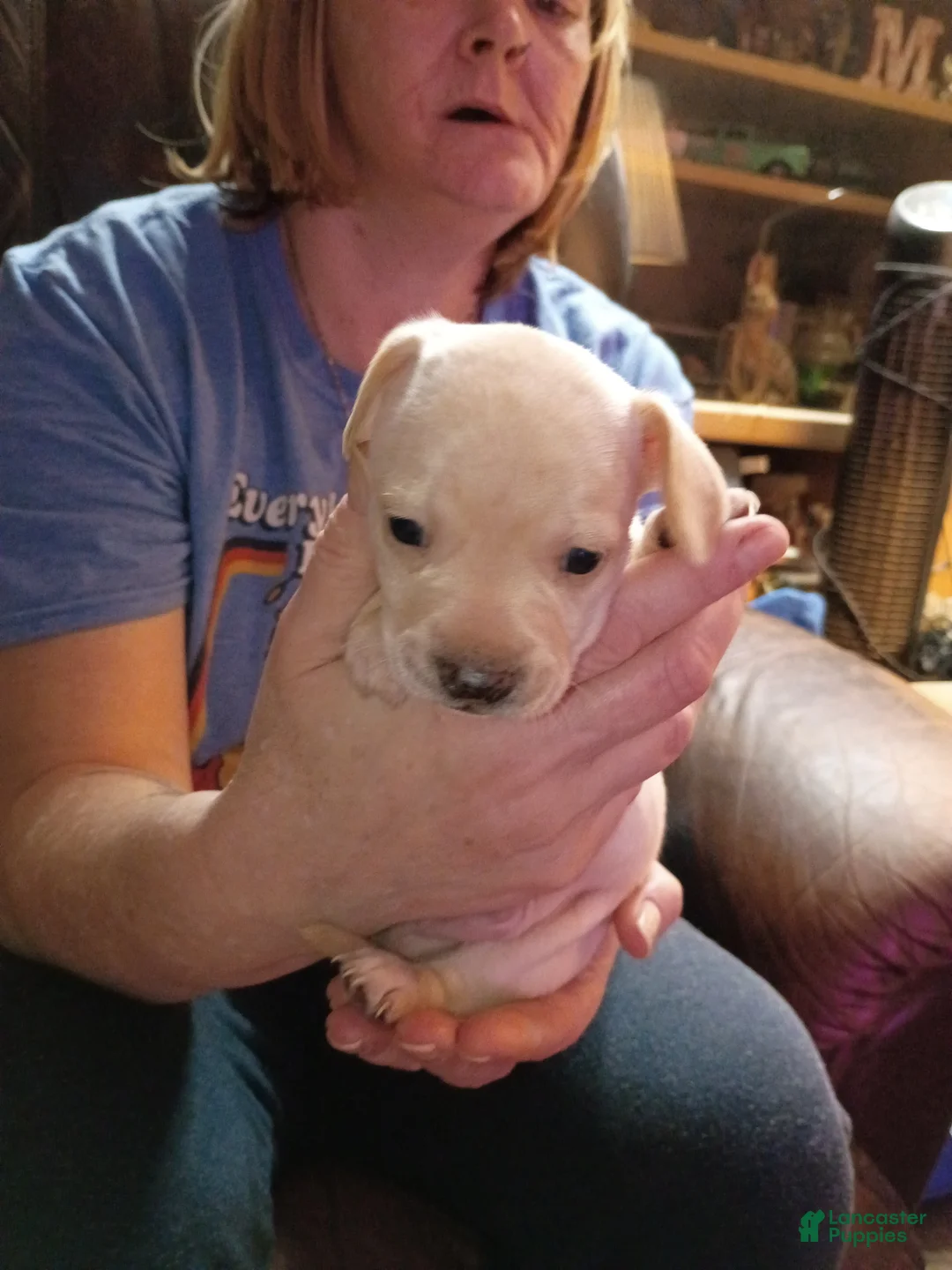 Chiweenie dogs for sale: Chiweenie Puppy 5 - Ad 2