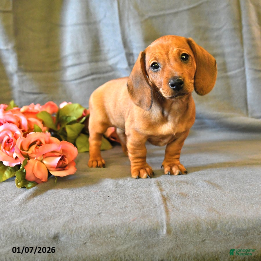 Miniature Dachshund dogs Felicity - Ad 25
