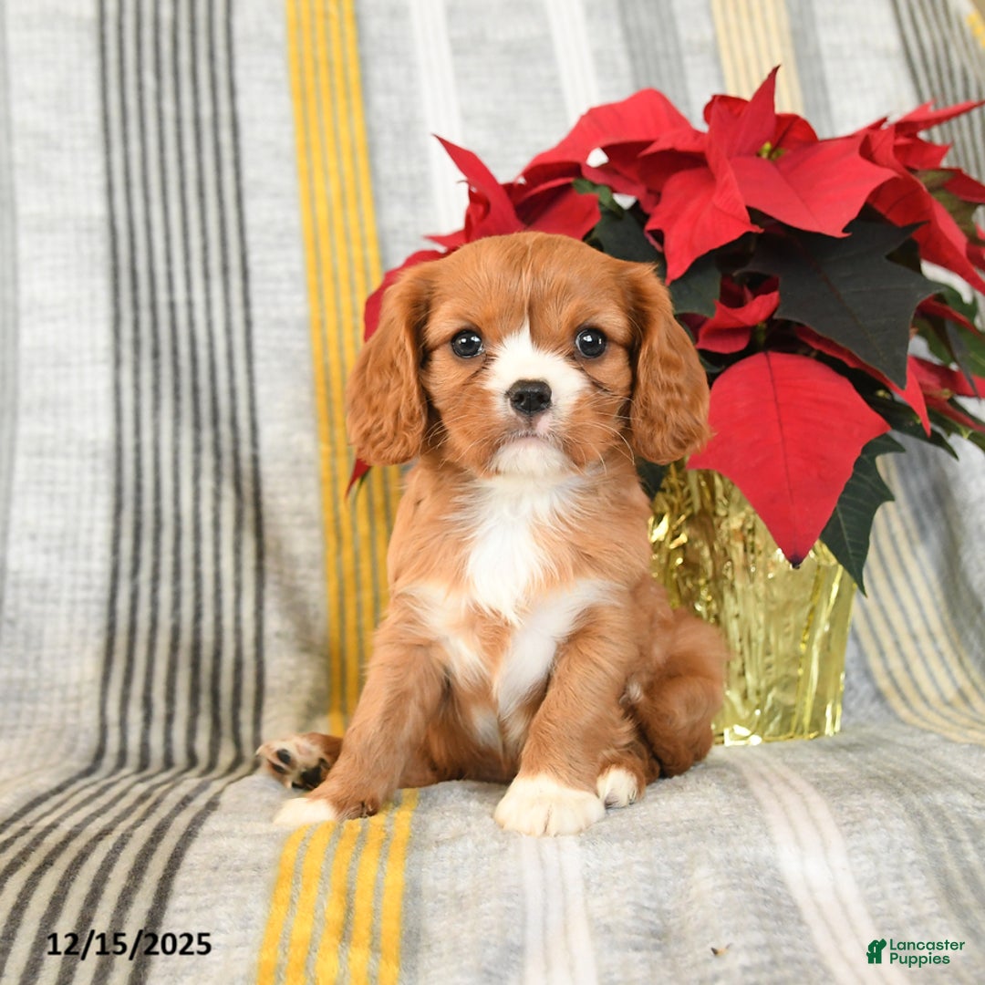 Cavalier King Charles Spaniel dogs for sale: Cuddles - Ad 1