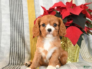 Cavalier King Charles Spaniel dogs Cuddles - Ad 13