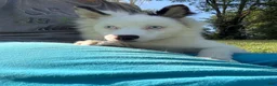 Pomsky dogs for sale: Prince  - Ad 5