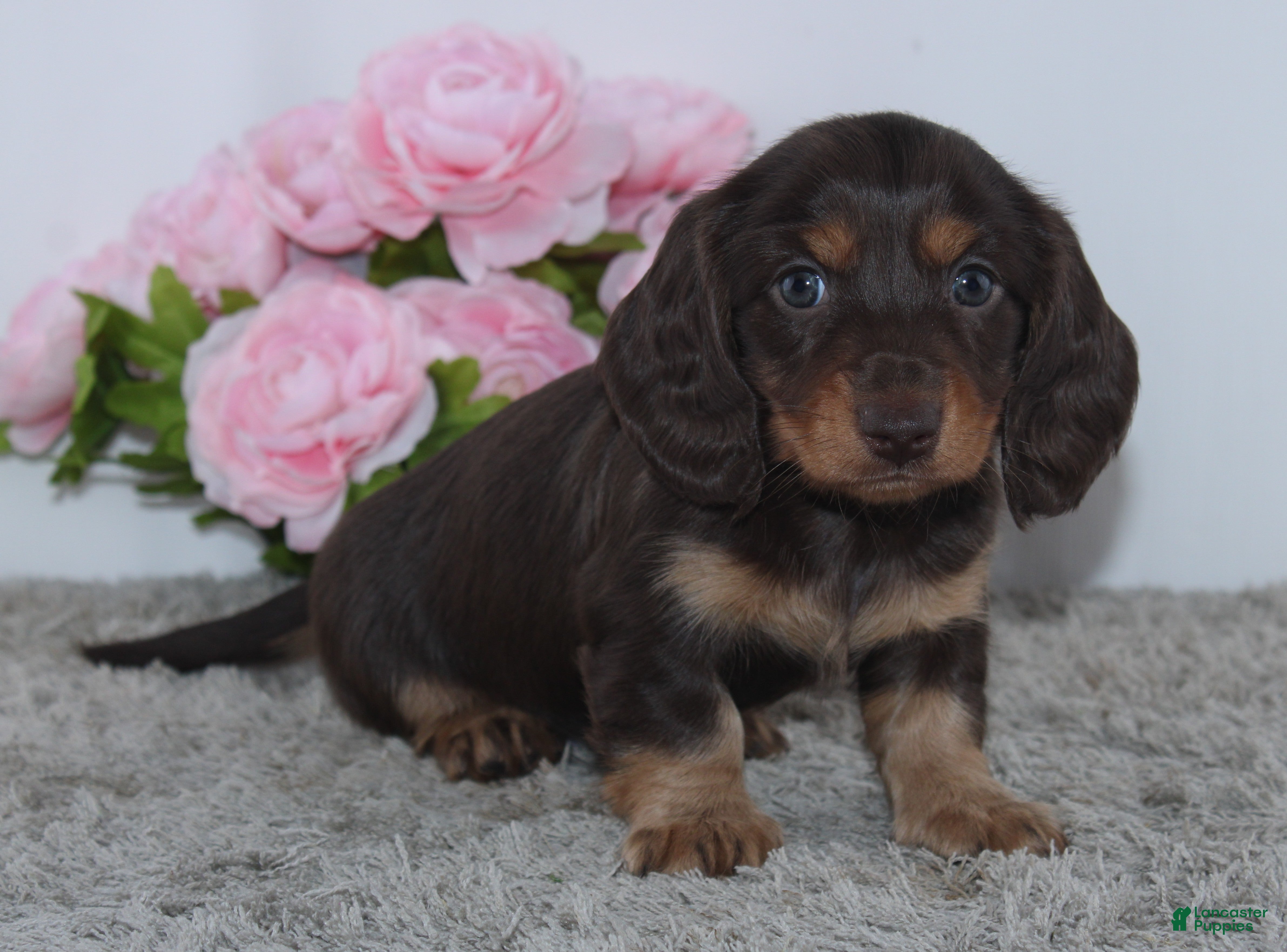 Miniature Dachshund dogs for sale: Rayna - Ad 2