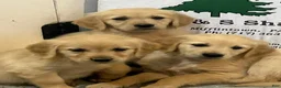 Golden Retriever dogs for sale: Susie - Ad 2