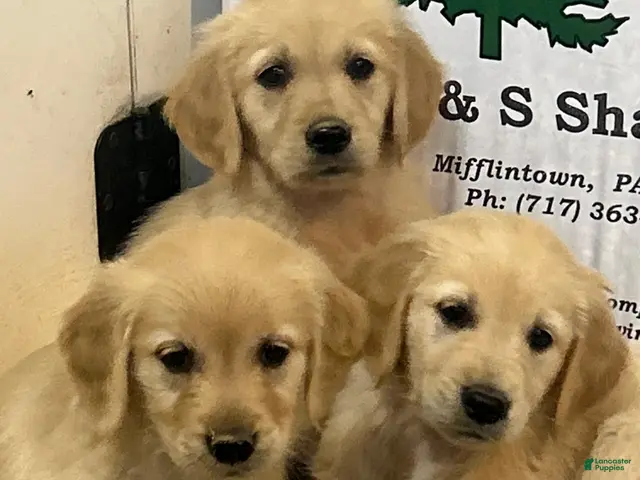 Golden Retriever dogs for sale: Susie - Ad 2