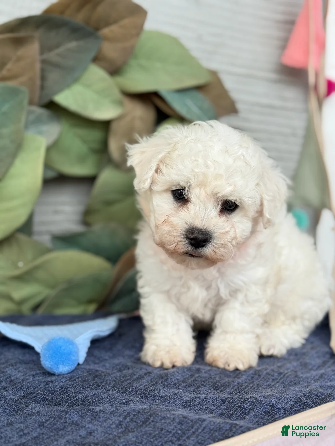 Bichon Frise dogs for sale: Elliot - Ad 1