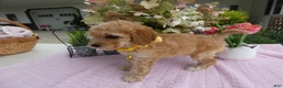 Toy Poodle dogs for sale: Toy Poodle 2 Tootsie - Ad 3