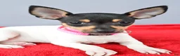 Toy Fox Terrier dogs for sale: Dora - Ad 8