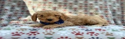 Cavapoo dogs for sale: Jax - Ad 6