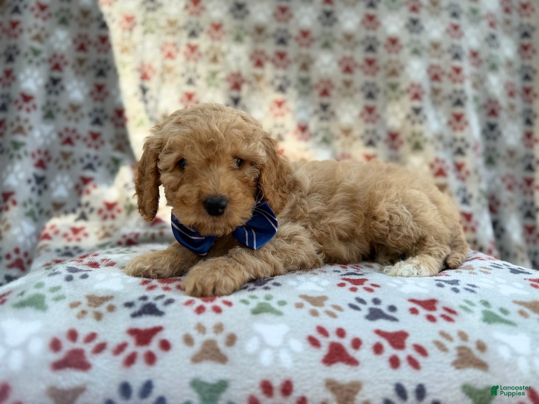Cavapoo dogs for sale: Jax - Ad 6